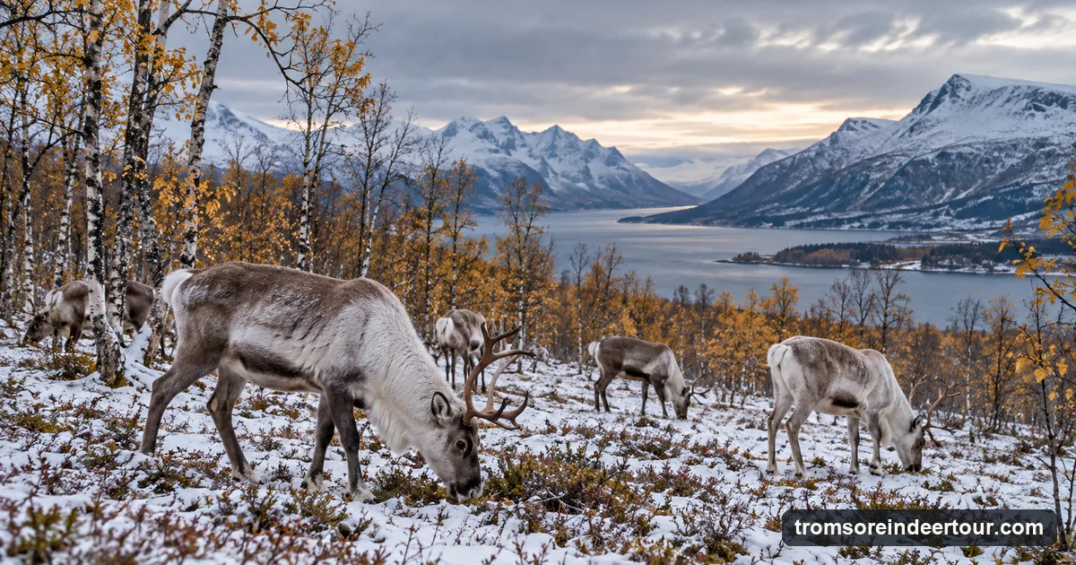 Reindeer grazing on a thin first snow among autumn birch trees near Tromso