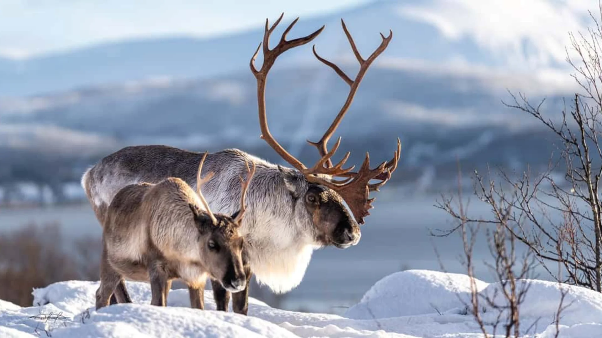 Best Tromsø reindeer tour in Arctic landscape