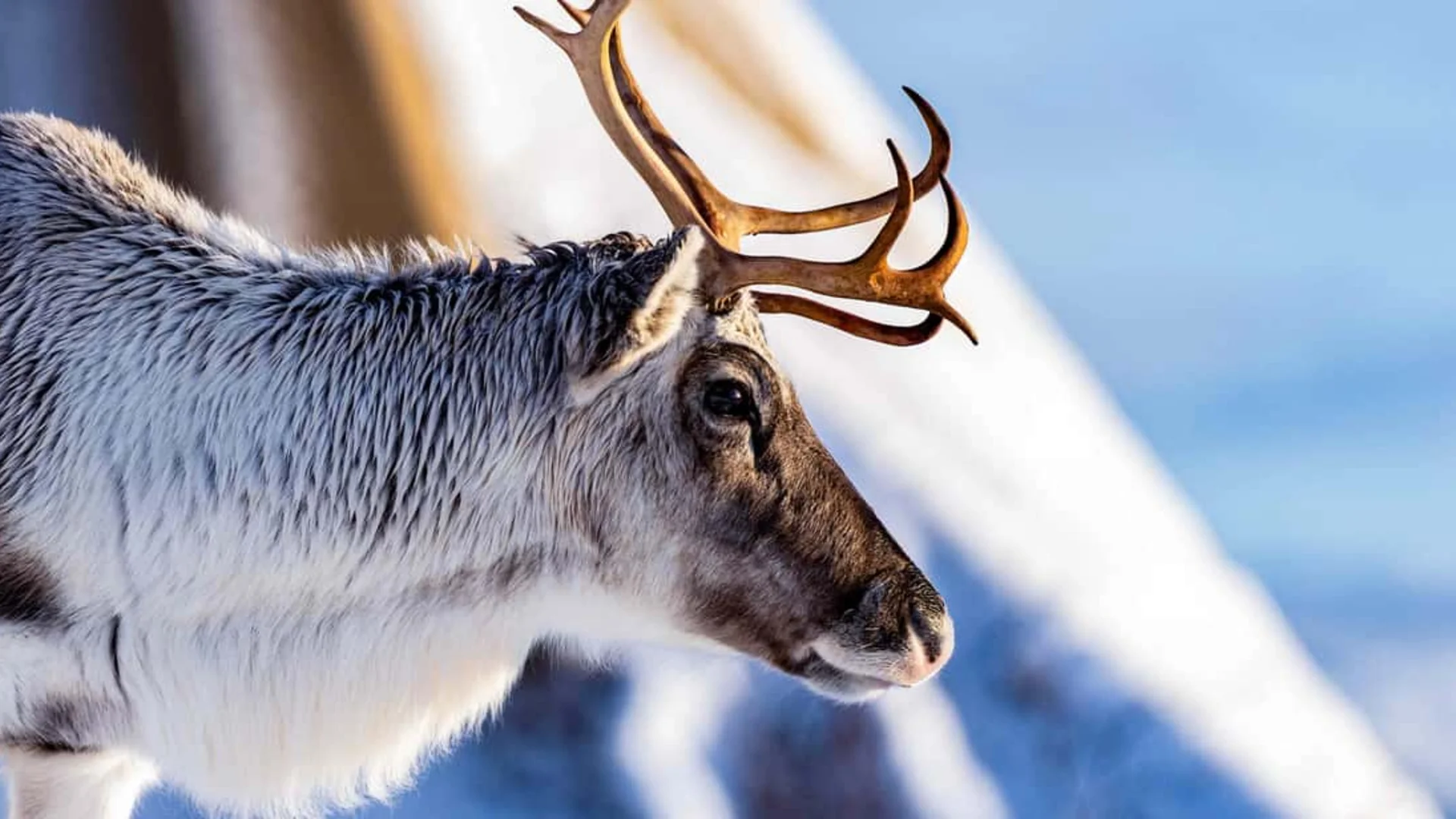Tromsø reindeer tour with Sami culture experience and feeding